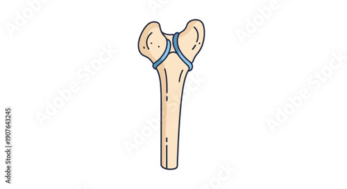 Stylized anatomical illustration of a human bone, highlighting the crucial bone structure with connective tissue at the joint, perfect for educational and scientific conceptual designs