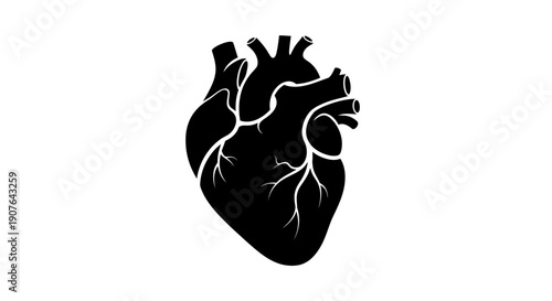 Conceptual illustration of the vital human heart anatomy, symbolizing life, health, and medical science, presented as a powerful silhouette graphic