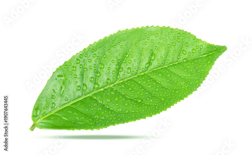 leaves green tea with drops of water isolated on white background