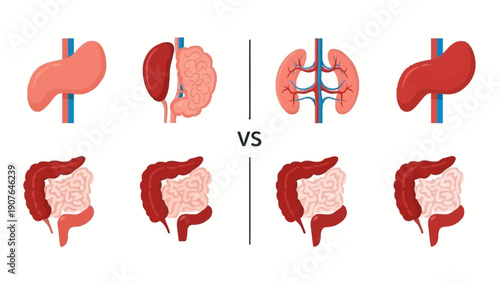 Comparison of Healthy and Diseased Kidneys in Medical Illustration via Detailed Anatomical Views
