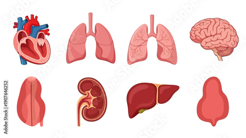 Detailed medical illustration of human organs including heart, lungs, brain, and other vital systems from a frontal anatomical viewpoint