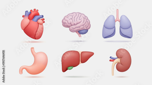 Illustration of human organs including heart, brain, lungs, stomach, liver, and kidney in a medical context from a frontal viewpoint.