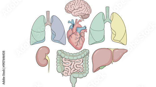 Human Organs Illustration Showing Brain, Heart, Lungs, Liver, Kidneys, and Intestines in a Detailed Anatomical View