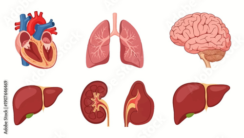 Detailed medical illustrations of human organs including heart, lungs, brain, liver, and kidneys from a frontal viewpoint