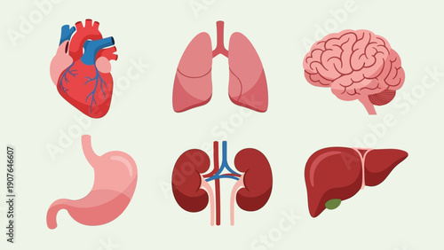 Detailed medical illustrations of human organs including heart, brain, lungs, stomach, kidneys, and liver from a frontal viewpoint
