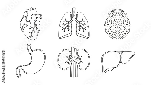 Detailed line drawings of human organs including heart, lungs, brain, stomach, kidneys, and liver on a clean white background showcasing medical illustrations from a frontal viewpoint
