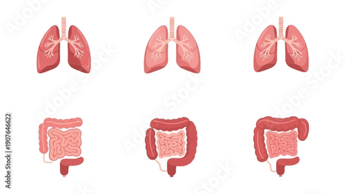 Illustration of human lungs and intestines in a medical diagram viewed from the front