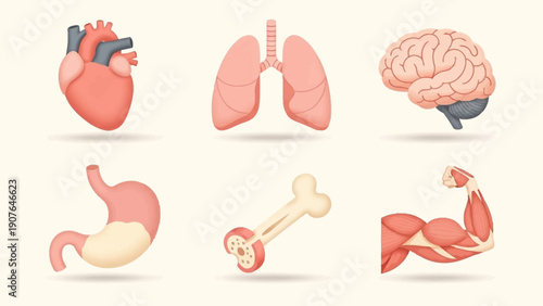 Human anatomy illustrations showcasing organs and body parts from a medical viewpoint