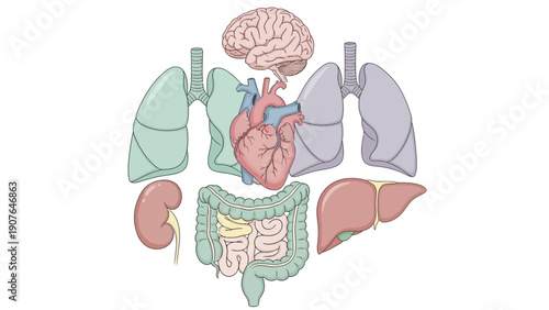 Detailed anatomical illustration of human internal organs including brain, lungs, heart, liver, kidneys, and intestines from a frontal viewpoint