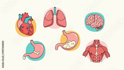 Human Internal Organs Illustration Featuring Heart, Lungs, Stomach, Intestine, and Torso Anatomy from a Front View