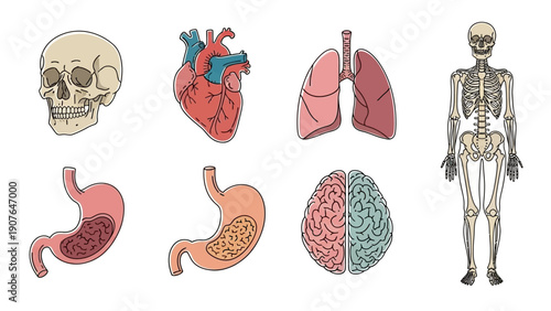 Human anatomy illustrations featuring internal organs and skeletal system in a detailed medical visualization from various viewpoints