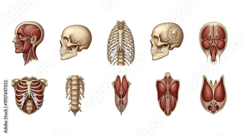 Detailed Anatomical Illustrations of Human Body Parts and Organs from Various Angles