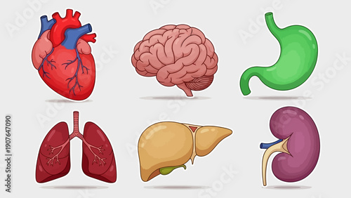 Detailed anatomical illustrations of human organs, including heart, brain, and digestive system, displayed together