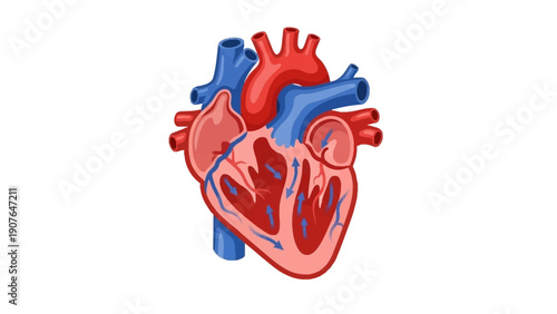Detailed illustration of human heart anatomy viewed from the front with visible chambers and blood vessels