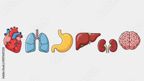 Human Organs Illustration Featuring Heart, Lungs, Stomach, Liver, Kidneys, and Brain in a Line on White Background from a Medical Viewpoint