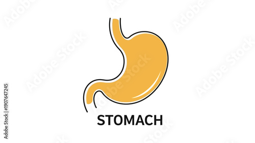 Anatomical illustration of the human stomach in a simple graphic style