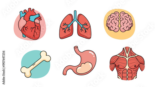Medical illustrations of human organs and body parts including heart, lungs, brain, bone, stomach, and muscles from a frontal anatomical viewpoint