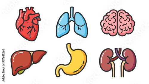 Illustration of Human Organs including Heart, Brain, Lungs, Liver, Stomach, and Kidneys from a Medical Perspective