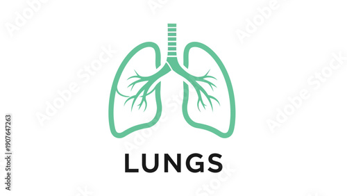 Illustration of human lungs anatomy with trachea and bronchi in a simple green line art style on a clean background
