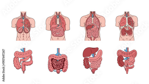 Detailed anatomical illustrations of the human digestive system from various viewpoints showcasing internal organs