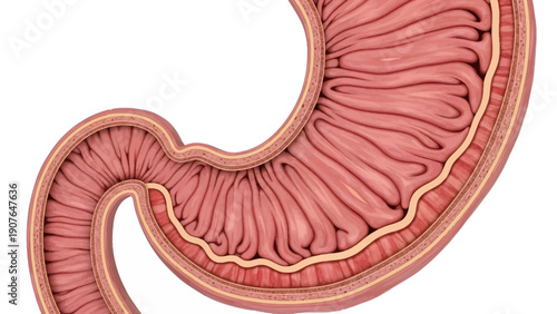 Detailed cross-section illustration of stomach anatomy showcasing internal structure and layers from a scientific viewpoint