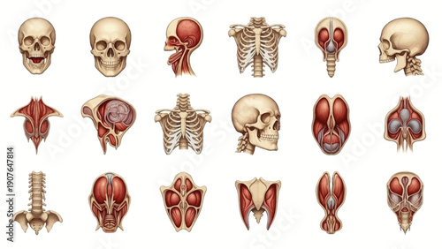 Detailed anatomical illustrations of human skulls, skeletons, organs, and body parts from various viewpoints on a clean background via imagefx