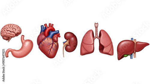 Detailed medical illustration of human internal organs including brain, heart, stomach, kidney, lungs, and liver from a frontal viewpoint