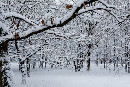 Snowy trees