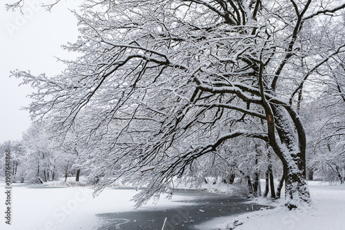 Snowy branches