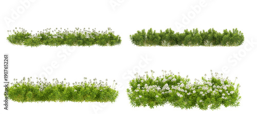 collection of lush green shrubs and garden bushes, some adorned with delicate white flowers, isolated on a stark transparent background in a detailed photograph.