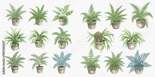 Watercolor collection of various potted ferns and house plants, set on a transparent background for botanical designs.