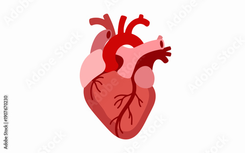 Anatomical human heart with red and pink tones white background anatomy medical