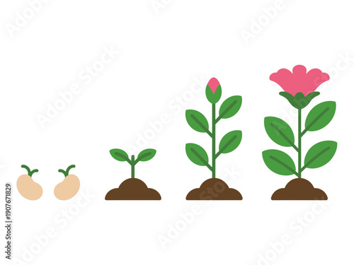 Plant growth stages showing seeds sprouting seedling plant bud and blooming flower