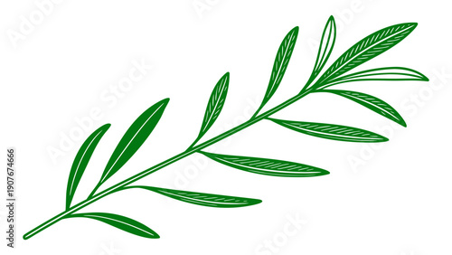 Detailed green leafy branch illustration with intricate line work on a transparent background, suitable for herbal branding and decorative nature-themed design layouts vectors.
