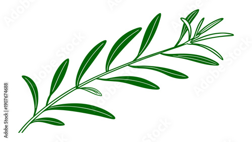 Intricate green leaf sprig with fine lines on a transparent background, perfect for botanical study, organic product packaging design, and natural health visual assets vector illustration.