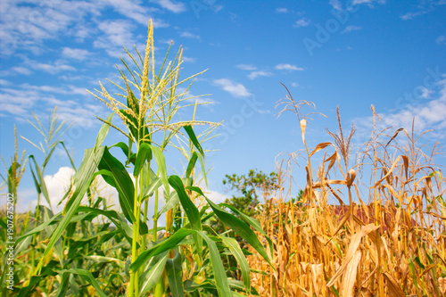 Photos Green and dry corn plants growing in agricultural field under bright blue sky