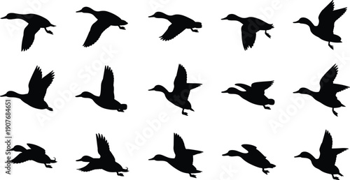 Flying duck silhouettes collection, wild bird flight action poses set, black waterfowl vector illustration isolated on white background