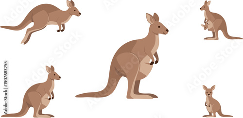 Kangaroo and Joey Set Australian Wildlife Flat Vector Illustration Isolated on White Background