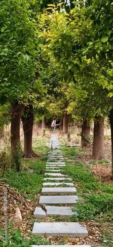 walking on a stone - paved path in a lush green forest