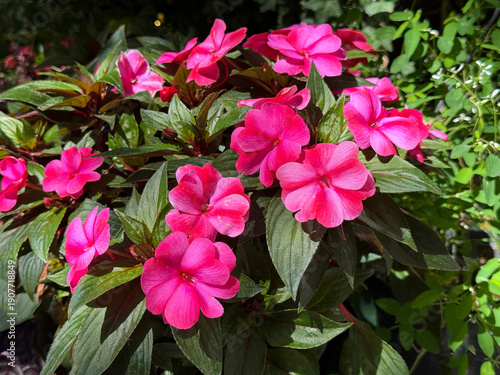 Cuadro en lienzo Impatiens hawkeri  New Guinea impatiens flowering plant.