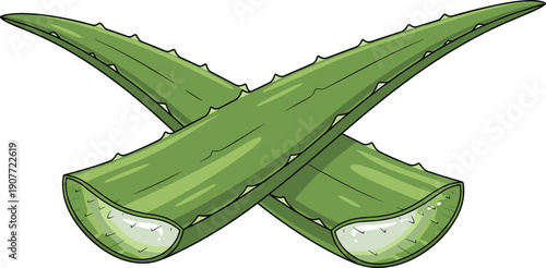 Two aloe vera leaves crossed in X shape with fleshy texture and gel interior for medicinal and cosmetic design themes