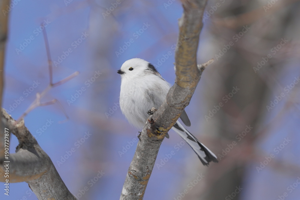 Fototapeta premium Long‑Tailed Tit Perched on Bare Branch