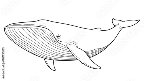 Detailed line art illustration of a massive whale swimming through the ocean for educational coloring books.