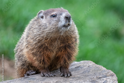 Tableau sur toile A groundhog with perched on a wooden stump against a soft-focus green background