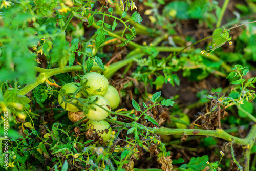 Fresh green unripe tomatoes growing on vine in garden