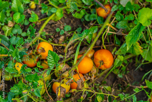 Ripe orange tomatoes growing on vine in garden bed