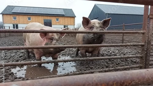 Wallpaper Mural Two large domestic pigs standing in a muddy outdoor pen on a farm. Torontodigital.ca