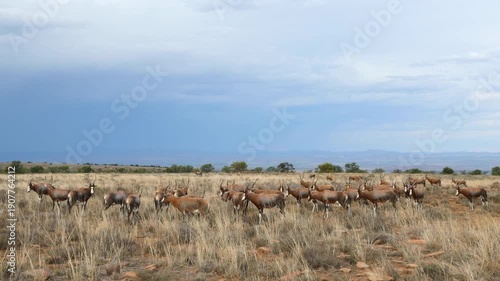 A herd of blesbok antelopes (Damaliscus pygargus) in late afternoon light with stormy sky, Mountain Zebra National Park, South Africa