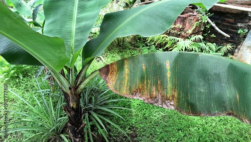 Close Up of Yellowing Banana Leaf Indicating Nutrient Deficiency and Natural Decay in Tropical Plants