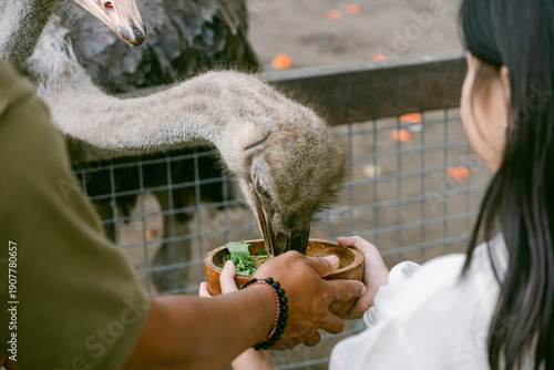 Fotografie Woman and man feeding an ostrich from a bowl outdoors